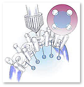 Bearing creation of Common Prong